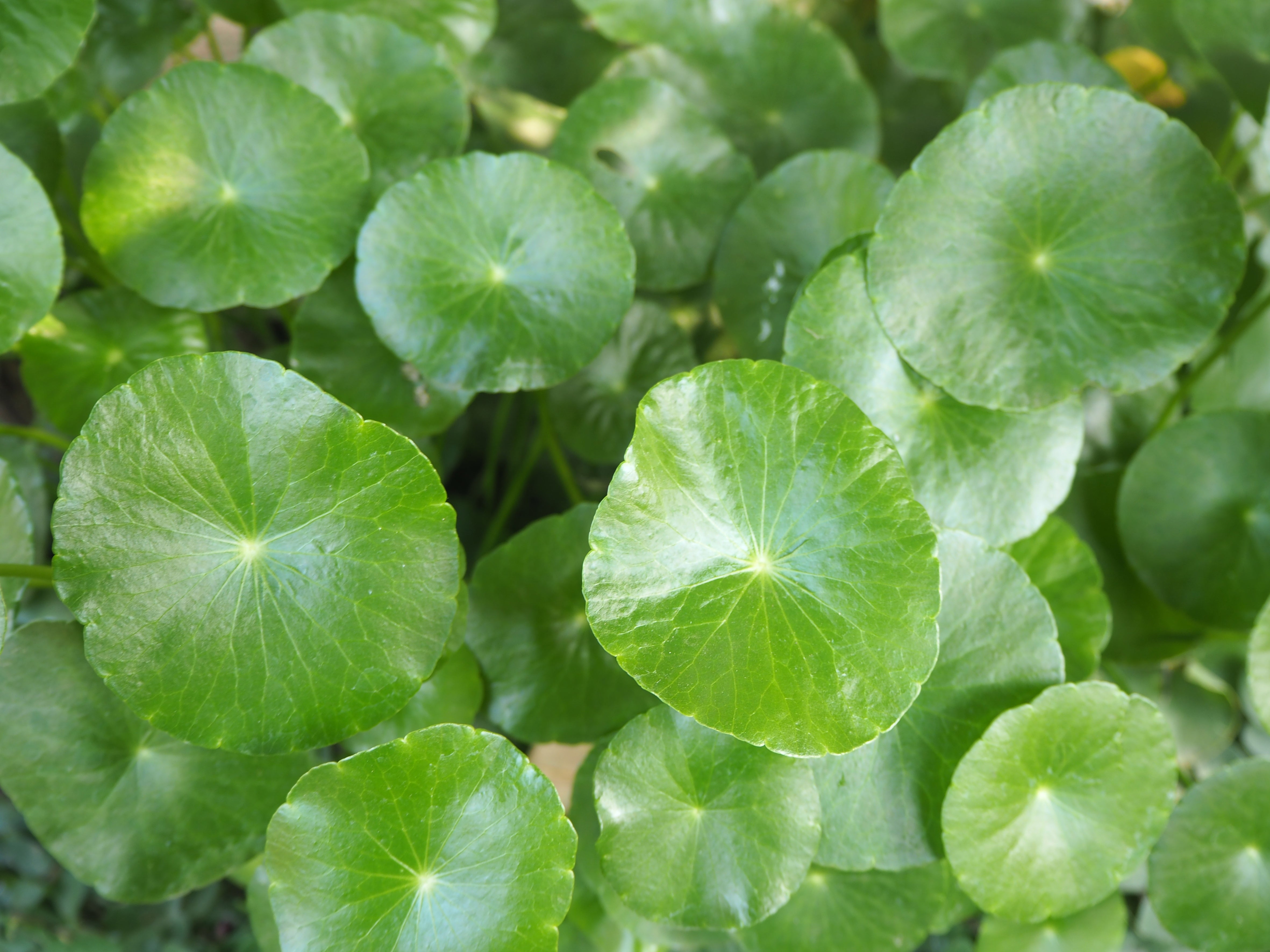 centella-asiatica-leaf-extract-explained-skin-benefits-inci-procoal