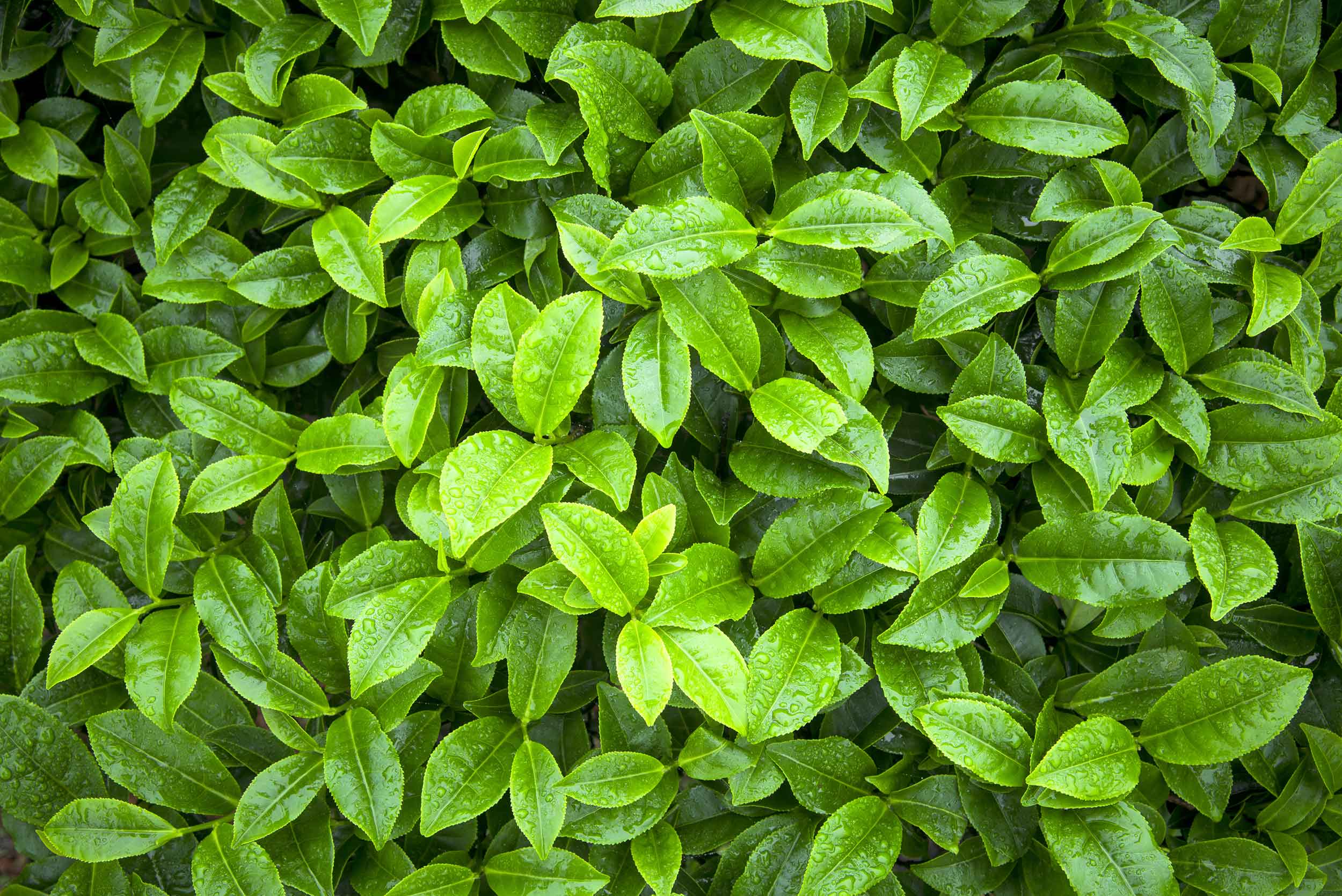 Fresh green tea leaves with water droplets