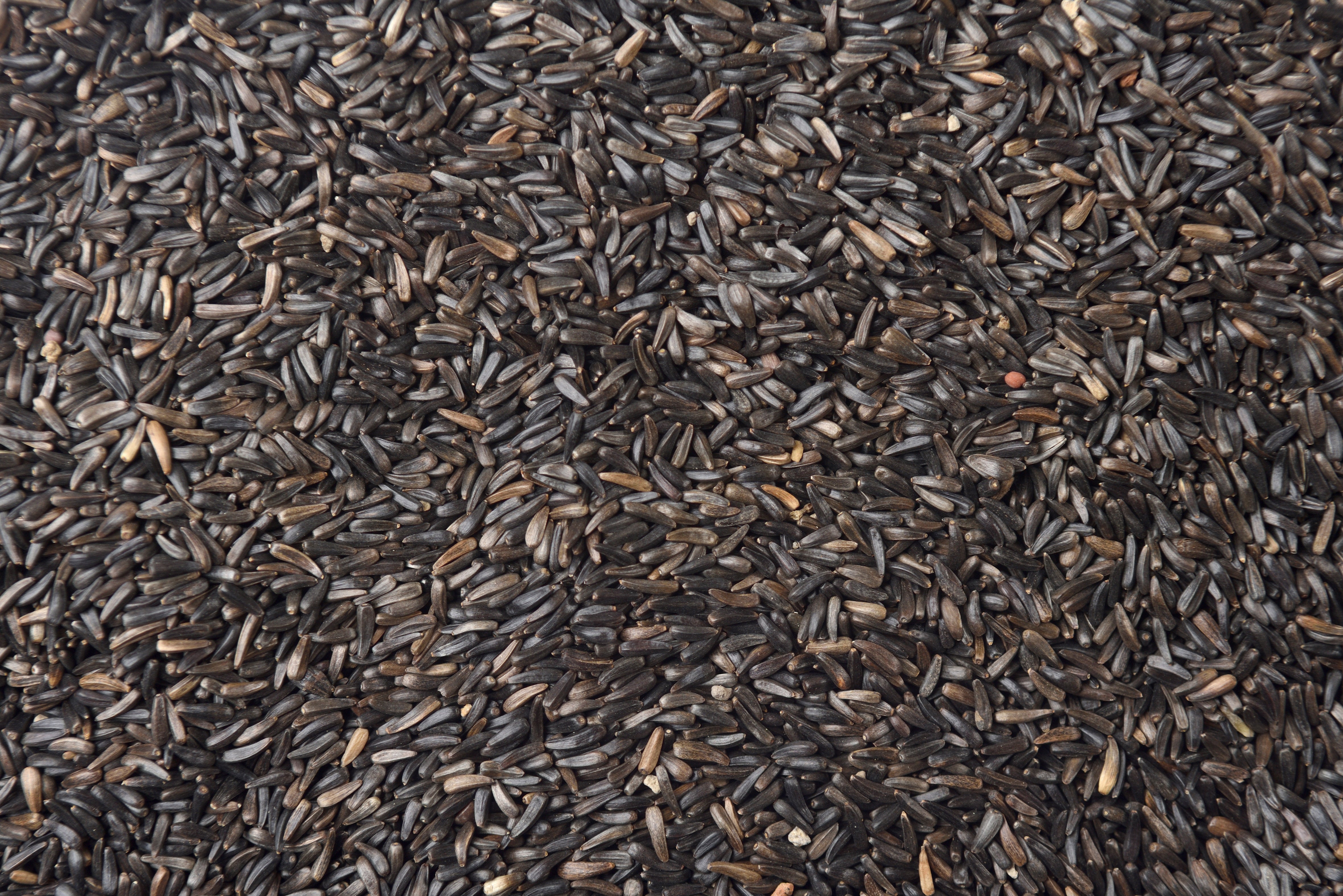 Ingredient Crambe Abyssinica Seed Oil