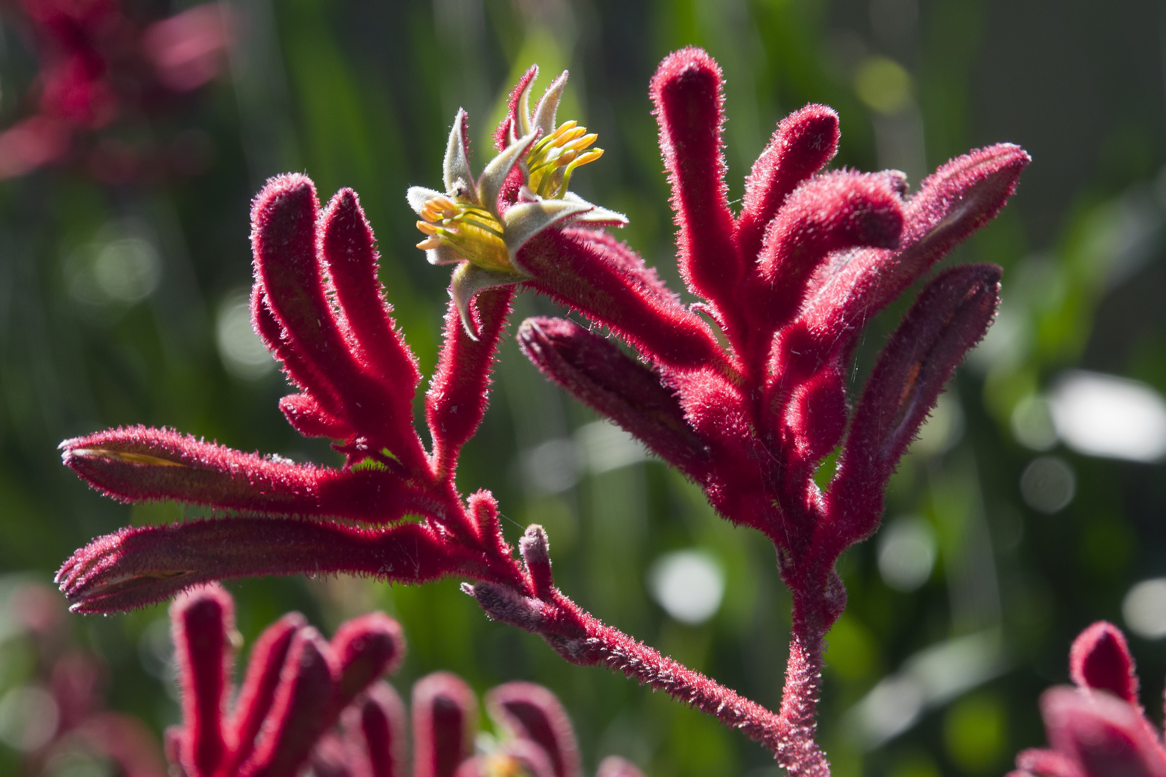 Koorapoo Flower What Is Kangaroo Paw Flower And What Are Its Skincare Benefits? – Procoal