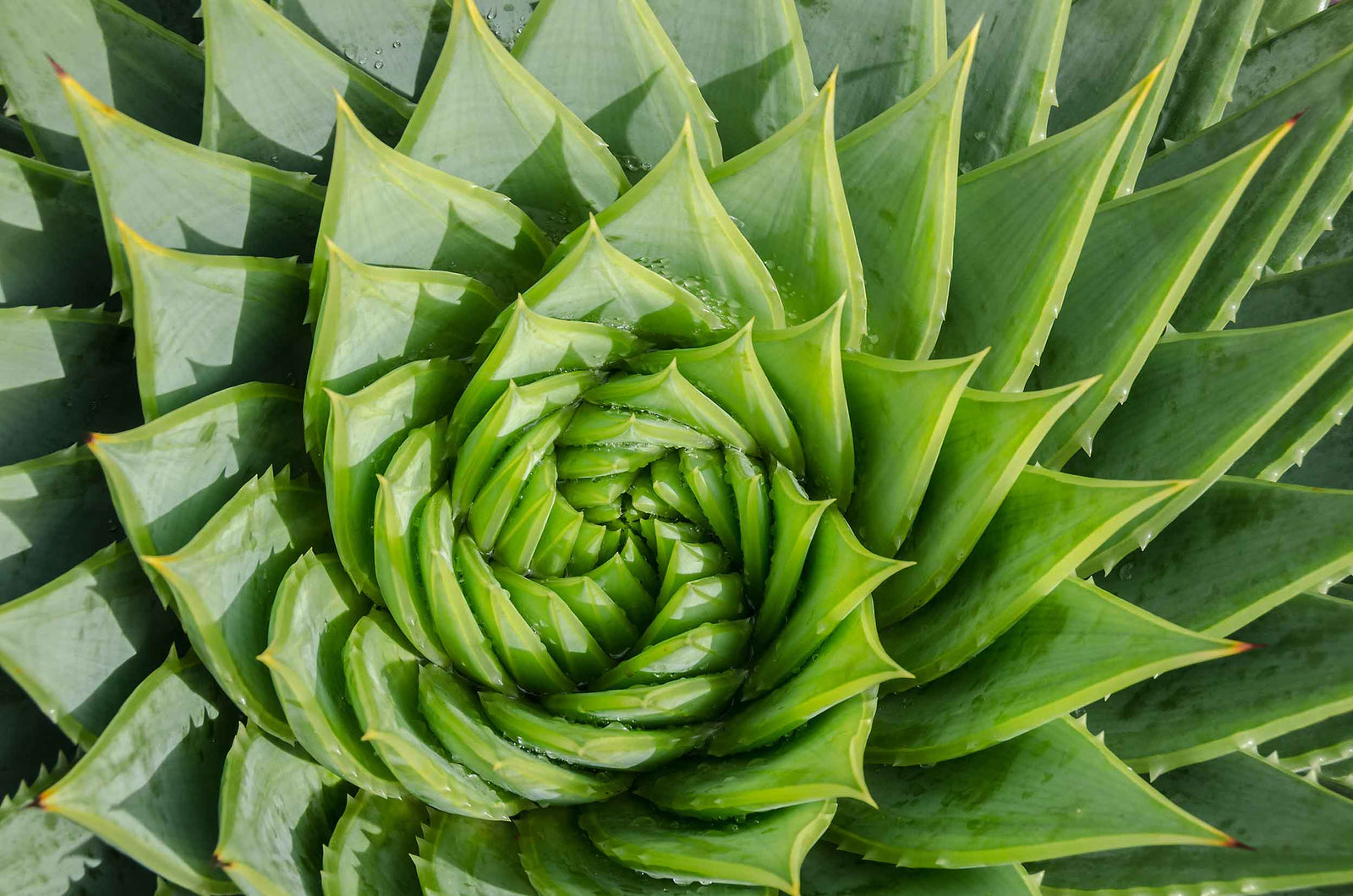 Aloe barbadensis leaf water hotsell