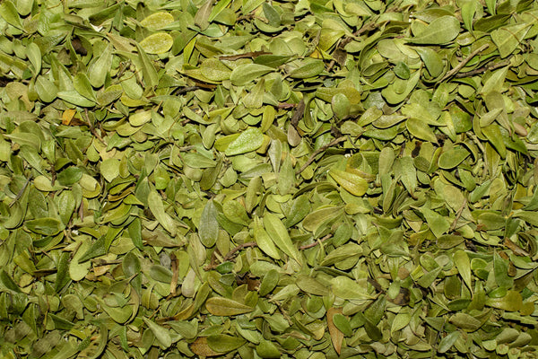 Arctostaphylos Uva-Ursi Leaf Extract