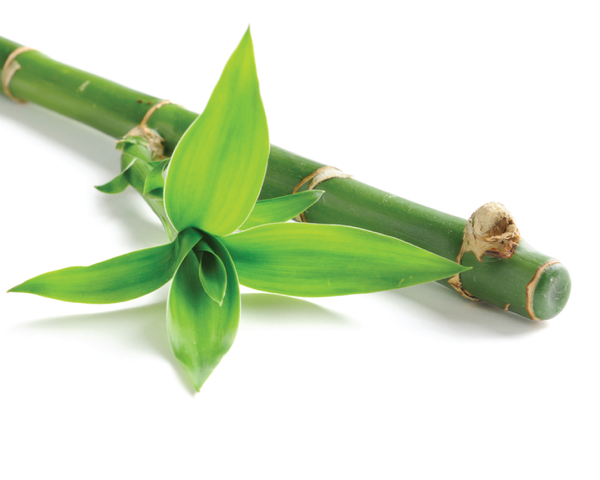 Bambusa Vulgaris Extract (Also known as Bamboo)