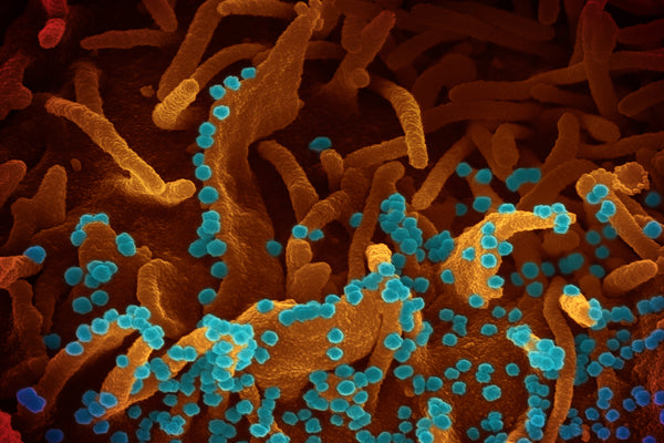 Lactococcus Ferment Lysate