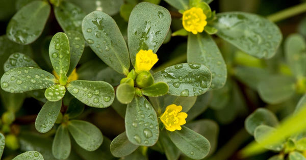 Portulaca Oleracea Extract (Also known as Purslane Extract)