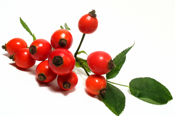 rosa-rubiginosa-seed-oil-explained-skin-benefits-inci-procoal