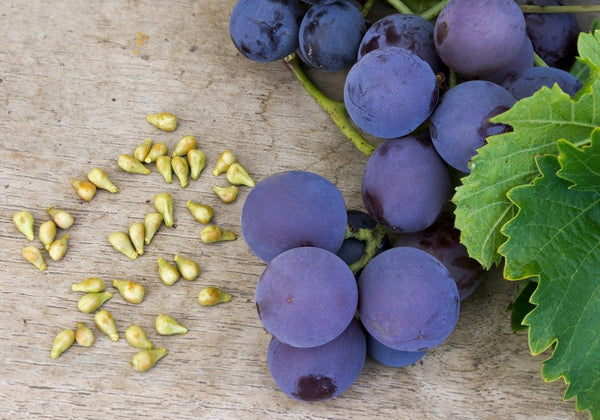 Vitis Vinifera Seed Extract (Also known as grape seed extract)