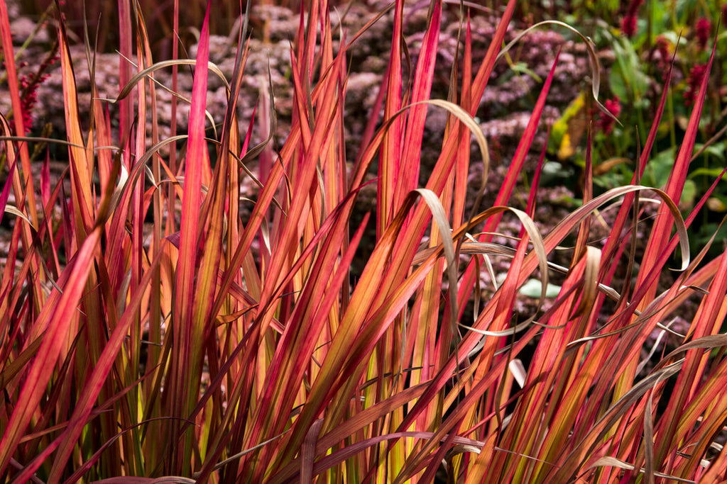 Imperata Cylindrica Root Extra Explained, Skin Benefits,INCI - Procoal