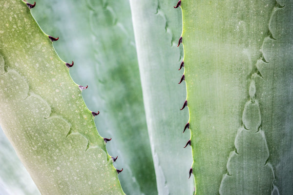 What Is Aloe Vera And What Are Its Skincare Benefits?