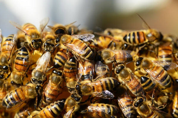 What Skincare Ingredients Are Sourced from Bees?