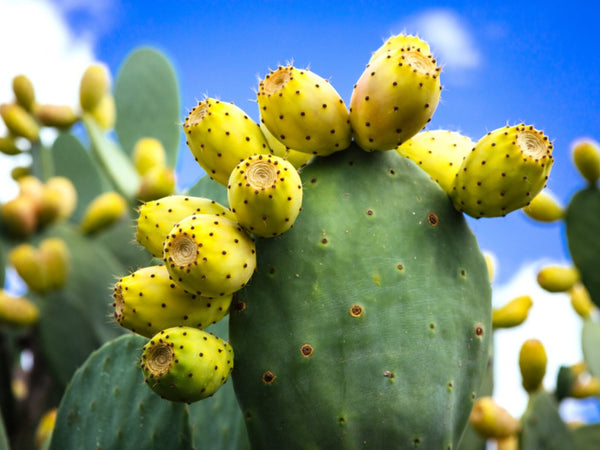 Opuntia Ficus-Indica (Prickly Pear, Indian Fig, Nopal) Extract